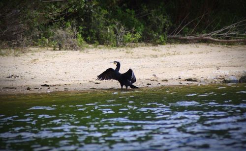 Cormorant on lakeshore in forest