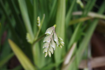 Close-up of fresh green plant