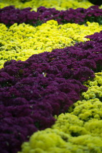 Full frame shot of purple flowers