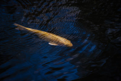 High angle view of fish swimming in sea