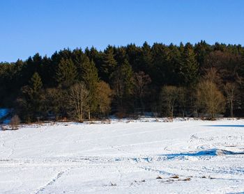 Trees on field against clear sky during winter