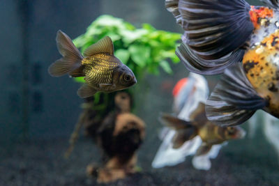 View of fish goldfish swimming in tank