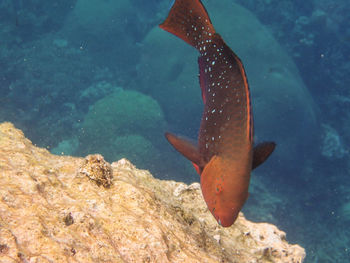 Fish underwater