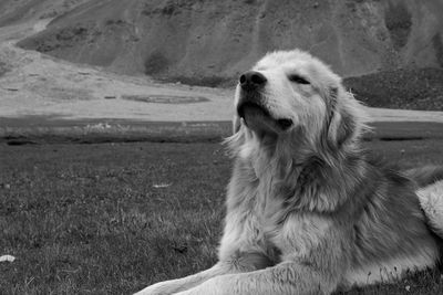 Close-up of dog sitting on field against sky