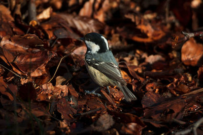 Close-up of coal tit foraging for beech seeds among dry leaves