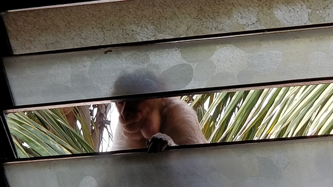 Monkey on wall