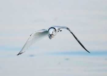 Seagull flying over sea against sky