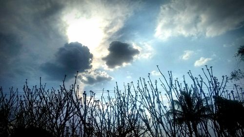 Low angle view of silhouette plants against sky