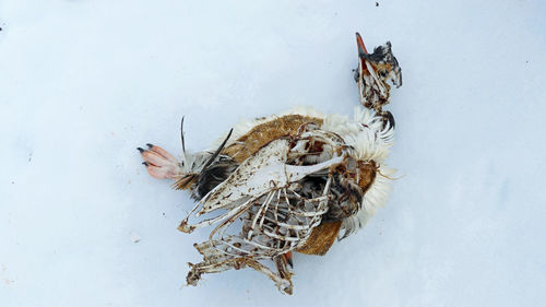 Skeleton of a gentoo penguin