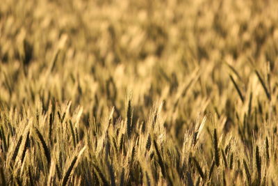 Close-up of stalks in field