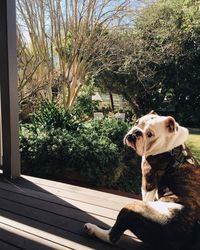 Close-up of dog sitting on tree