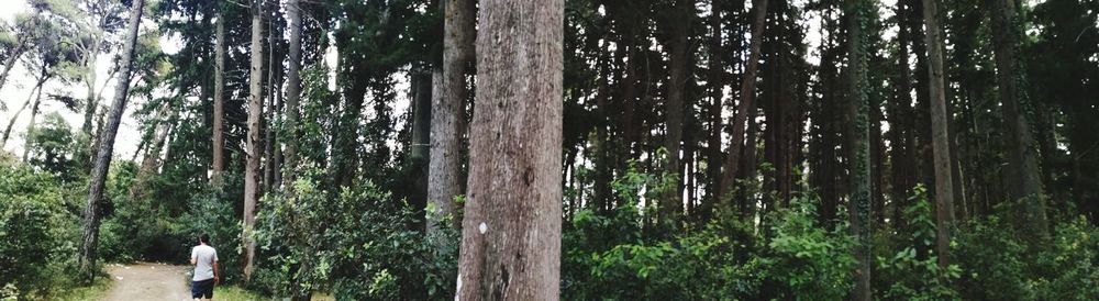 Rear view of man amidst trees in forest