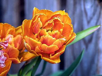 Close-up of red flower