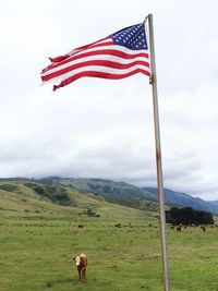 Cow standing under fluttering american flag