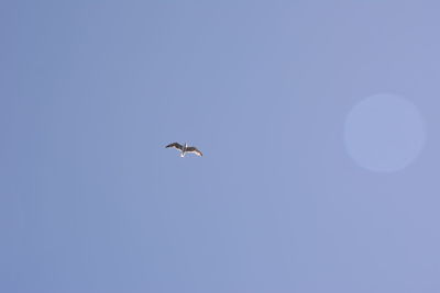 Low angle view of bird flying in sky