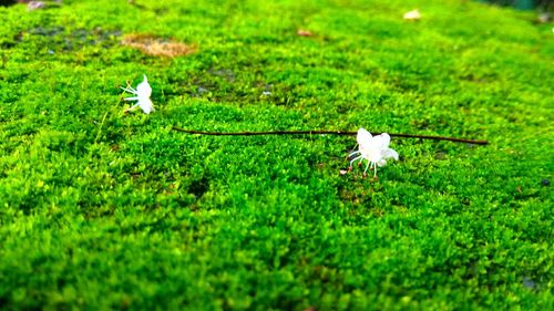 High angle view of white bird on grass