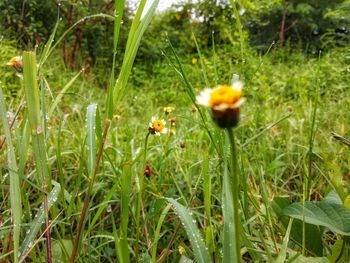 Close-up of yellow flowering plant on field