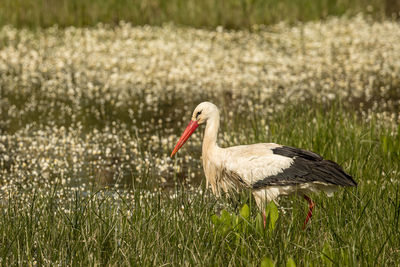 Side view of a bird on field