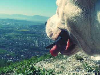 Close-up of dog yawning