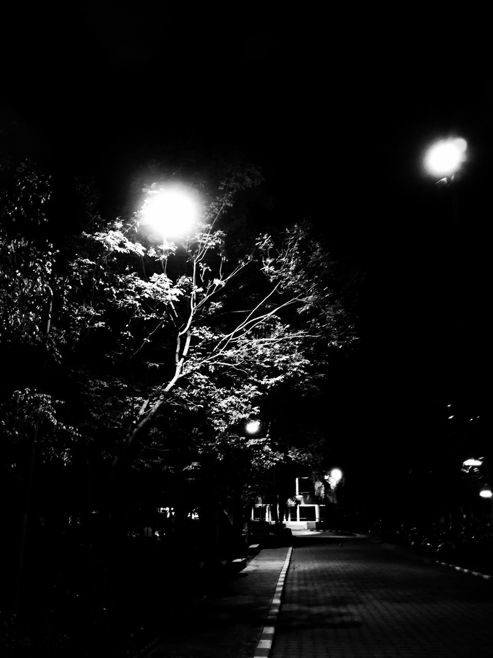 ILLUMINATED TREE AGAINST SKY