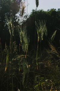 Close-up of plant growing on field