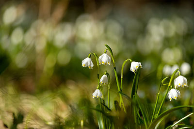 Close-up of white flowering plant on field