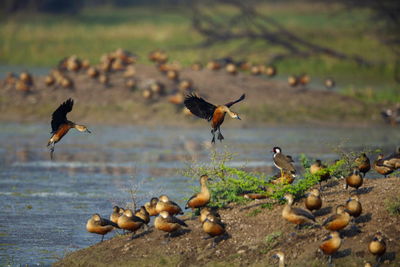 Flock of birds on beach