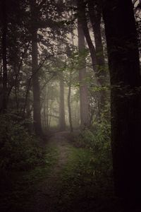 Trees in forest