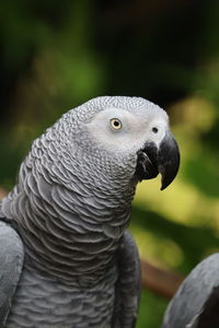 Close-up of bird