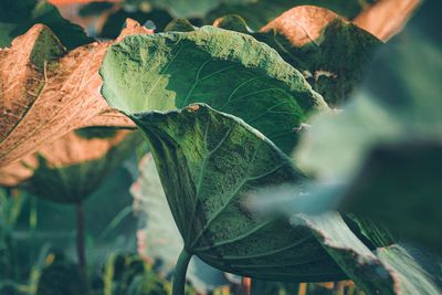 Close-up of fresh green leaves on plant at field