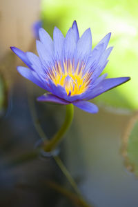Close-up of purple flower in water