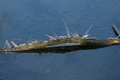 High angle view of crocodile in water