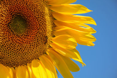 Close-up of sunflower blooming against sky