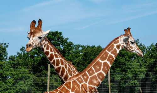 View of giraffe against sky