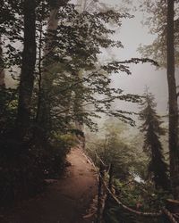 Trees growing in forest