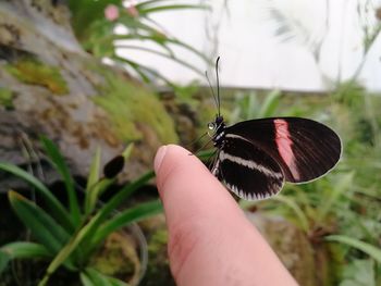 Close-up of butterfly on hand holding leaf