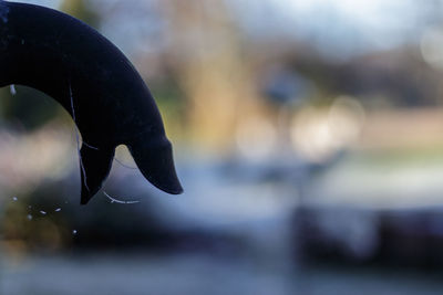 Close-up of bird in water