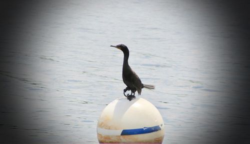 View of bird in lake