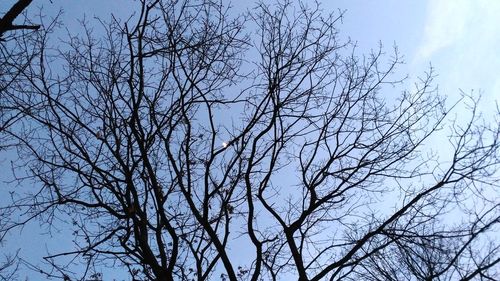 Low angle view of bird on tree against sky