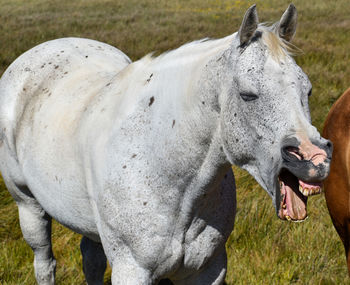 Beautiful tall white dappled horse yawning very funny animal and gums teeth showing  with mouth open