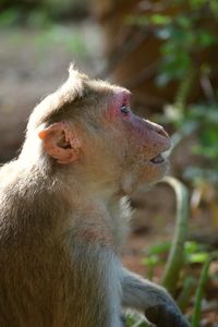 Close-up of monkey looking away