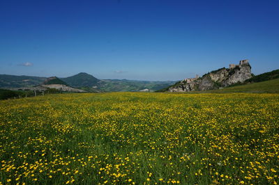 Scenic view of yellow flowering plants on field against clear blue sky