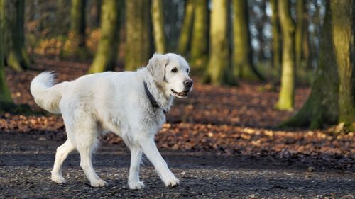 Dog standing in a forest