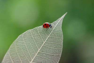 Close-up of ladybug on leaf