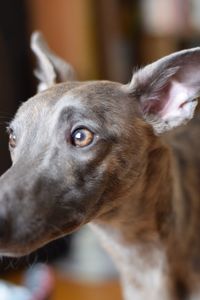 Close-up portrait of dog