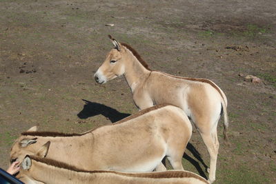 Side view of a horse on field