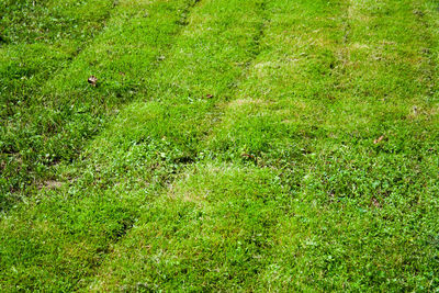 Full frame shot of grassy field