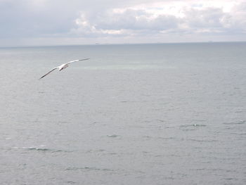 Silhouette of birds flying over calm sea