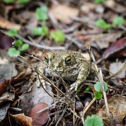 Close-up of frog on field