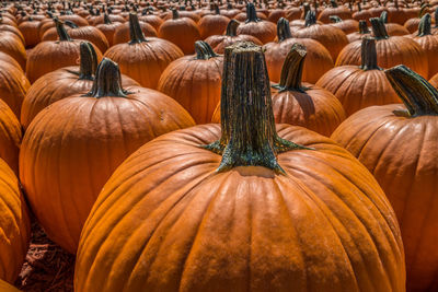 Close-up of pumpkins for sale at market stall